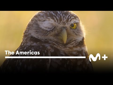 The Americas: Tráiler oficial | Movistar Plus+
