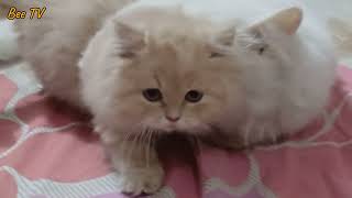 Cute Persian Cats#beetv#catlover #cutenessoverloaded#funny#persiancat #cute animals #kitten#viral
