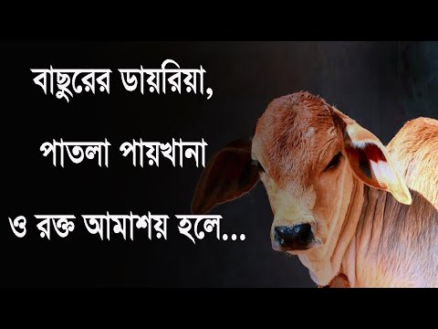 বাছুরের ডায়রিয়া, পাতলা পায়খানা,  রক্ত আমাশয় বা রক্তযুক্ত পায়খানা হলে কি করনীয় ?