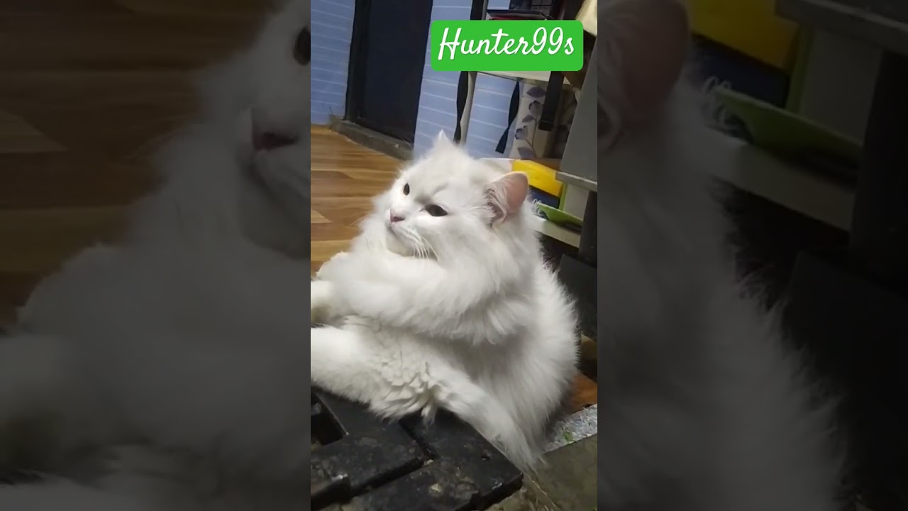 Maine Coon Mix Persian