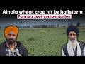 Unseasonal rain devastate wheat crop in Ajnala; Farmers seek government compensation