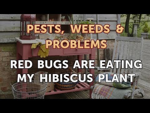 Video: Honeydew On Tropical Hibiscus - Tại sao lá cây dâm bụt của tôi lại dính tất cả
