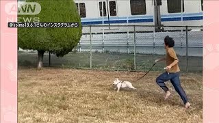 「負けないワン」電車がライバル！？　追いかけ猛ダッシュ　飼い主も引きずられ…なぜ【羽鳥慎一モーニングショー】(2024年1月17日)