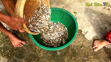 Giăng Lưới Bắt Cá Lòng Tong Mùa Nước Nổi Miền Tây Thấy Mê/Fishing/NGÃ NĂM TV