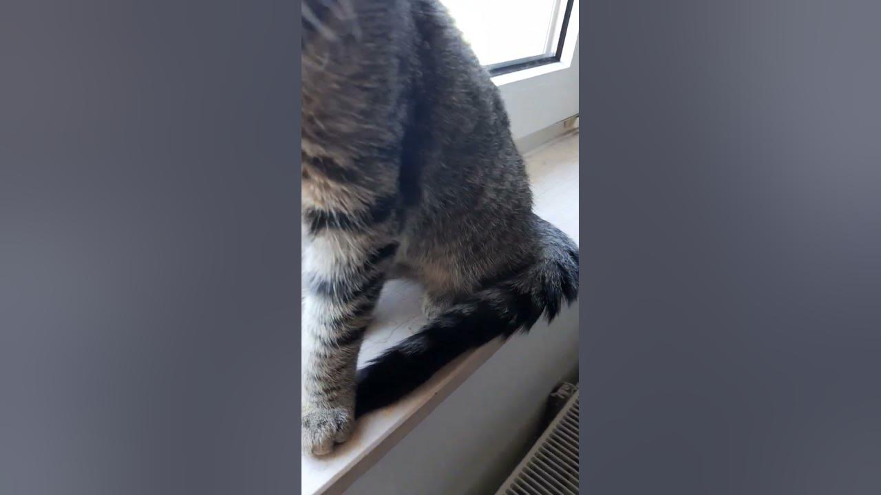Cat goes "brrr" YouTube
