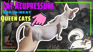 Acupressure for Cat in Heat | Step by Step Guide | How to calm a cat in heat | Tagalog - Philippines by AnntotTV 64,125 views 3 years ago 7 minutes, 20 seconds