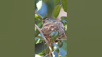 The nesting hummingbird  mama seems to be doing well 🧡💚 #hummingbird #nature