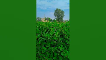 Na Tale Tode Na Todi Tijoriya Nature Tree Tranding Foji Yoga 21jun Babaramdev Yogdarshan 