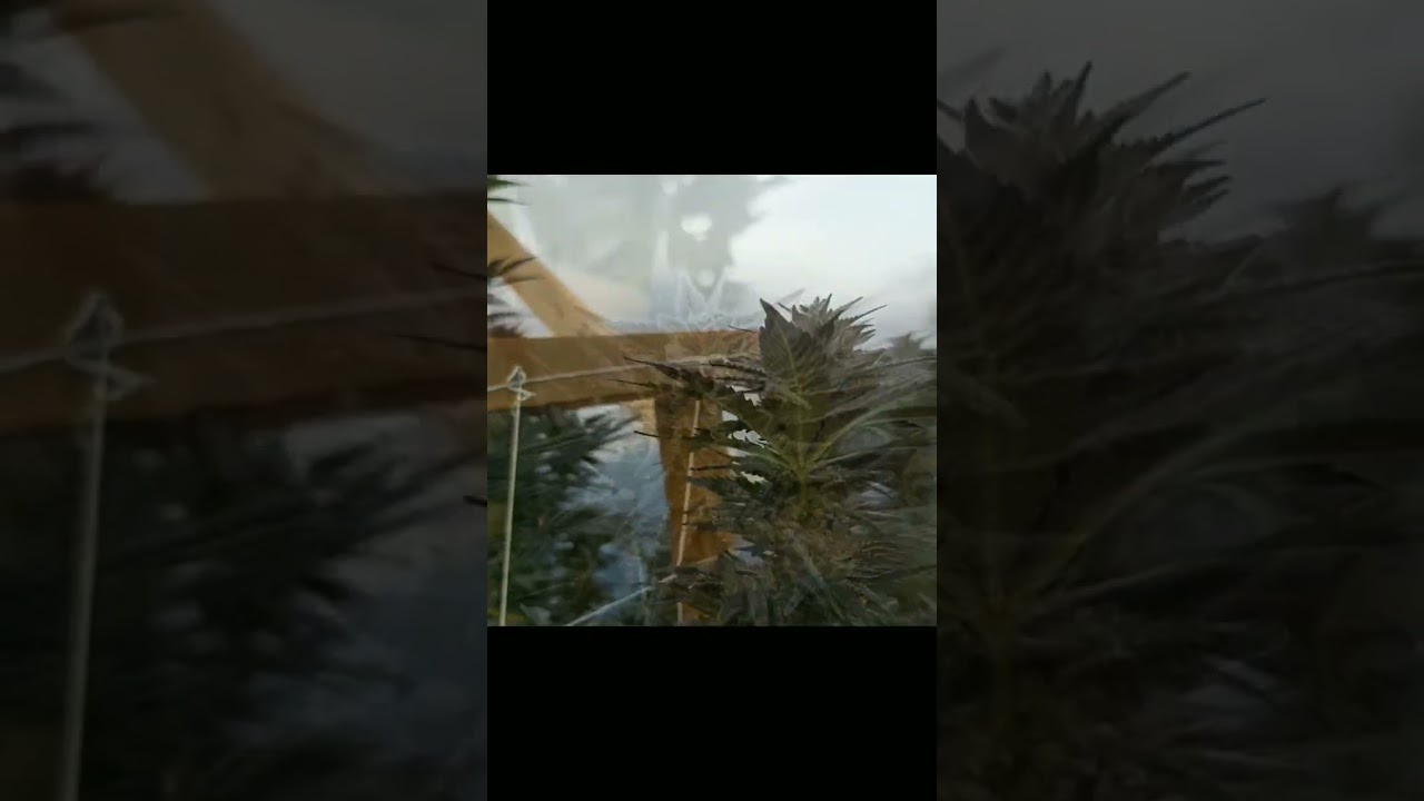 Pink Kush Getting Really Frosty in the Greenhouse.