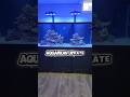 Aquarium Update #reeflife #reeftank #saltwaterfix #saltwateraquarium #aquarium