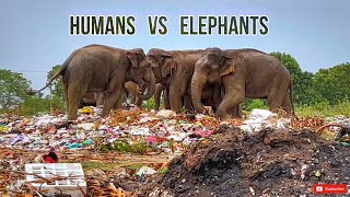 Humans vs Elephants | දුක් විදින අලි ඇතුන් සහ මනුස්සකම පිරුණු හේනක රැයක් | Elephants in Sri Lanka-04