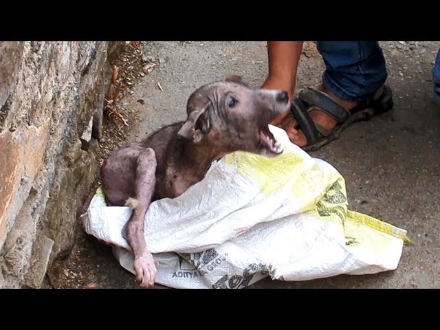 Terrified u0026 in pain, puppy's amazing transformation after rescue. class=