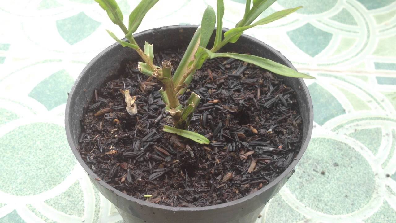 Cara Pemupukan Bunga Pikok Dalam Pot 