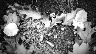Fall Leaves Dead Dreams