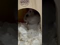 熊みたいなハムスター#hamster #ハムスター #ハムスターのいる生活 #ショック#かわいい