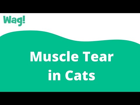 Video: Muscle Tear In Cats