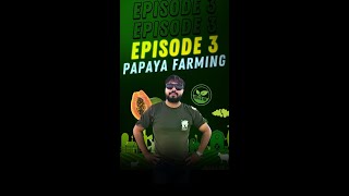 Ep 3:- Optimising land size and nutrient management | Papaya Farming🍍🚜🌾| Organic Farming