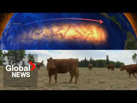 “Picking up the pieces”: Devastating wildfires, severe weather leave Canadian ranchers in tough spot