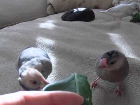 小松菜と文鳥