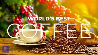 Top 10 Best Coffee | The Best Coffee Countries in the World 2022