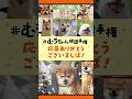 むうちゃん顔 詰め合わせPV【可愛い犬たち大集合！】#シバつき物件