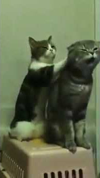 Kucing lucu berbahasa jawa😅