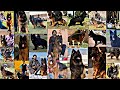 Top Quality German Shepherd Long Coat Dogs of 2023 Pakistan & India 😲😜