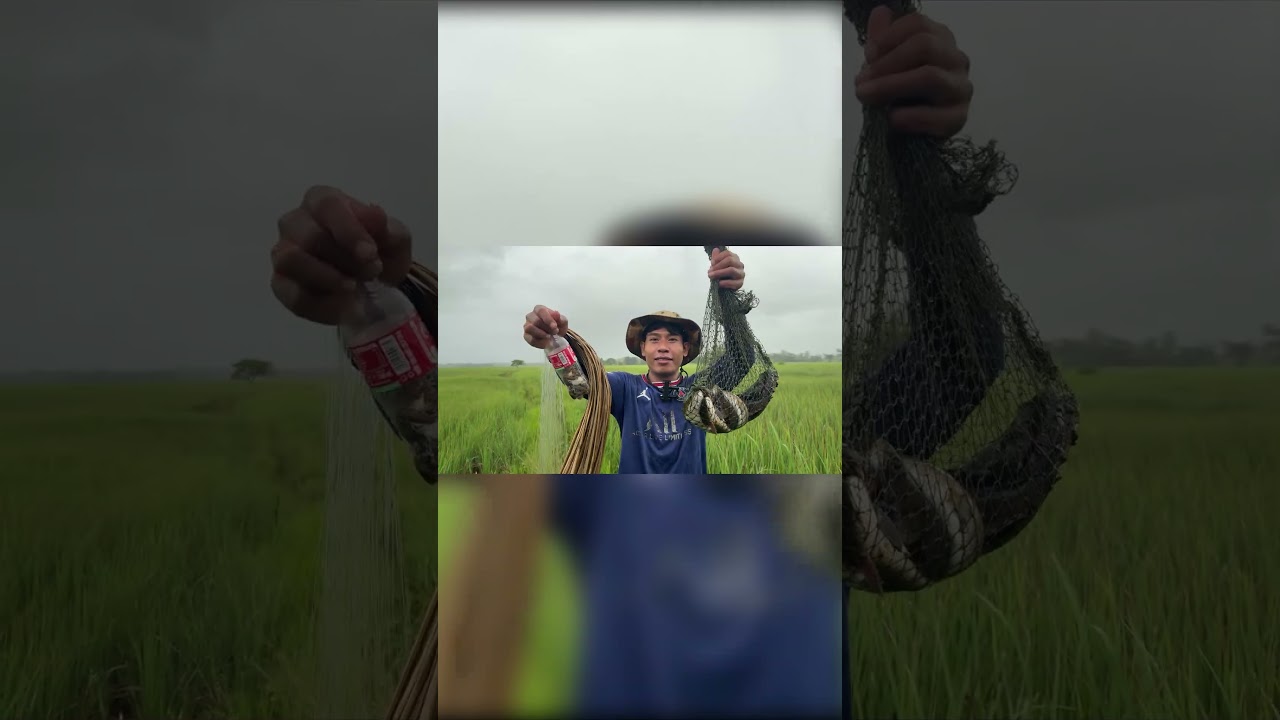 Morning Fish Trap Check in Flooded Rice Fields | Pang Pao Fishing