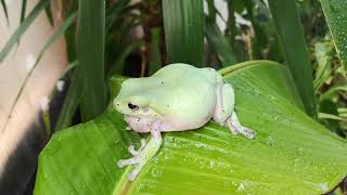 White's tree frog screenshot 5