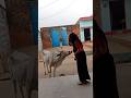 गर्मियों की सुबह यह दो काम सभी को ज़रूर करने चाहिए। आपके पितर प्रसन्न होते हैं  #shorts #ytshorts