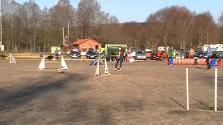 Kira Agilityklass 1 Bollebygd 204 2014