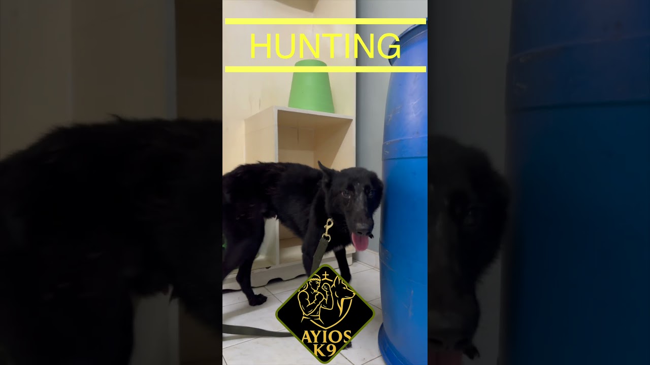 K9 Bolide 🔍 Corner Checks & Hotdog Finds | Food Hunt Progress #Short