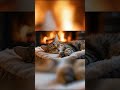 Music Sleep For Cat 🐈 Anxiety Relief Music For Cats And Soothe Your Cat With Our Relaxation Music