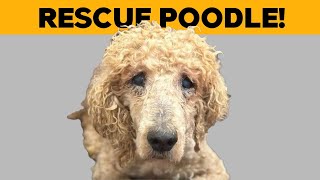 10 Tips For Adopting a Rescue Poodle!
