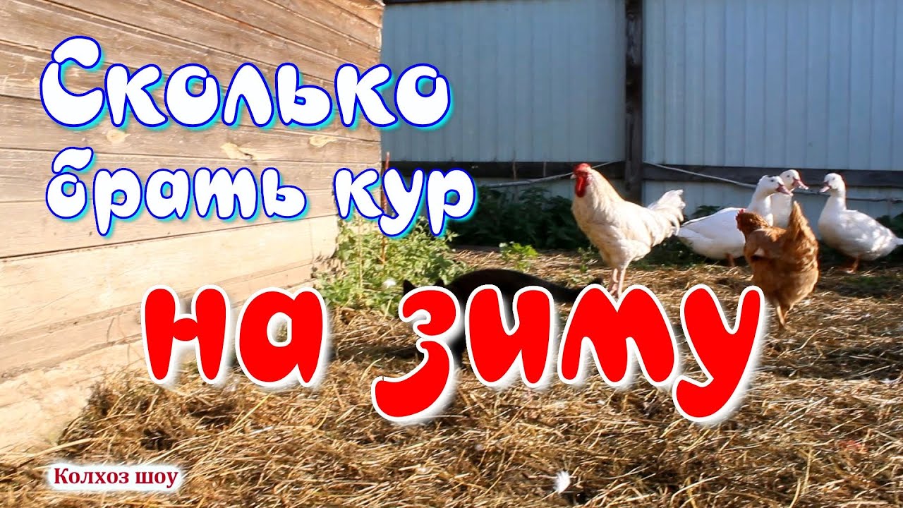 Куры в машине