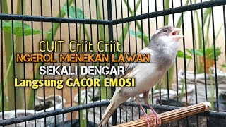 Download Lagu kenari gacor panjang Cuit Cuit EMOSI, Pancingan Kenari Paud Belajar Bunyi, terapi AMPUH Kenari MACET MP3 Download Lagu kenari gacor panjang Cuit Cuit EMOSI, Pancingan Kenari Paud Belajar Bunyi, terapi AMPUH Kenari MACET MP3
