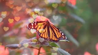 Moving butterfly background/into/gifs