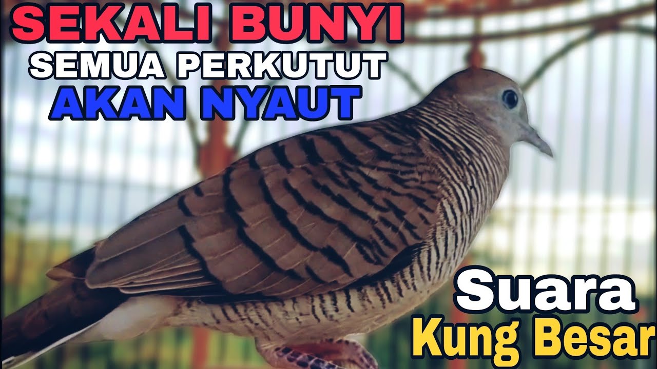 Perkutut Lokal Gacor || Sekali Bunyi Semua Perkutut Akan Nyaut Suara Kung Besar 