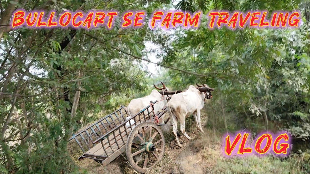 Khet me bullocart leke gaye, khet me potato ka kam kiya