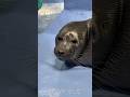 Wakey,Wakey! ニコ起きて〜！　#Niko #Orb #Bikalseal #tobaaquarium