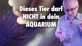 Diese Tiere bringen dein AQUARIUM weiter... und dieses nicht!