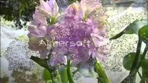 TU LÀ CỘI PHÚC ( TÂN CỔ , MINH CẢNH)