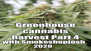 Greenhouse cannabis harvest Part 4