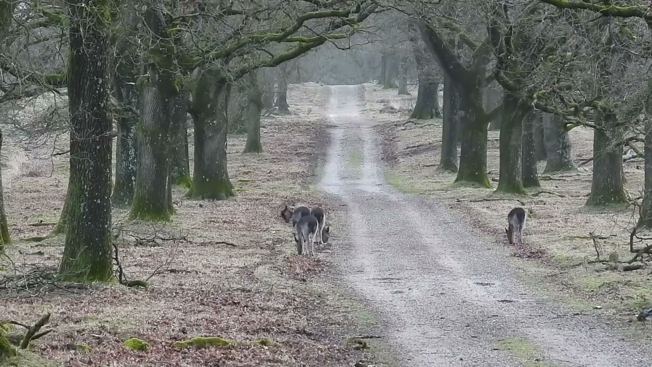 Afl. 5 Knokkende Hooglanders en Elegante Gewei dragers