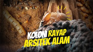 Rayap: Sang Maestro Arsitektur Alam