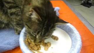 Diazepam as appetite stimulant for a cat