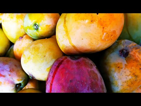 فيديو: كيفية اختيار فاكهة المانجو