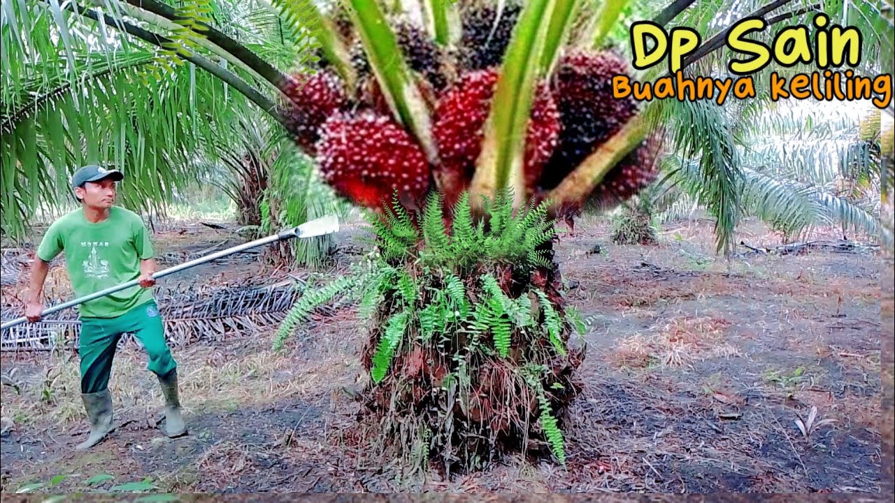 panen buah sawit super lebat jenis dp Sain 1 calabar | sawit unggul