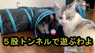 タフな股トンネルで遊び倒す猫たち/three cats play in the tunnel