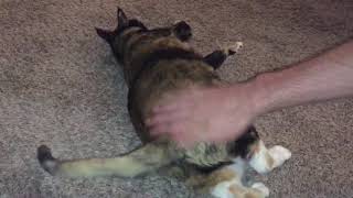 Cat Spankings 11/25/17